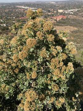 صورة Nuxia congesta R. Br.