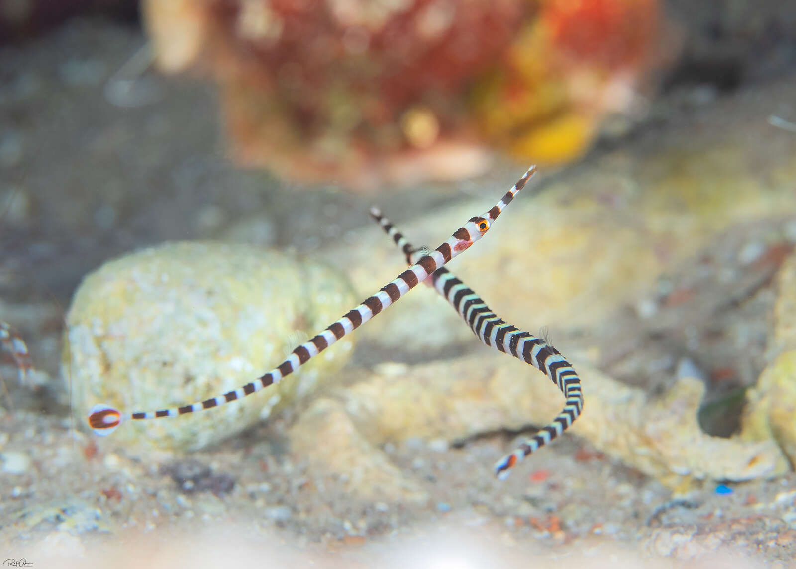 Image of Broad-banded pipefish