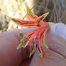 Image of Alstroemeria stenopetala Seub.