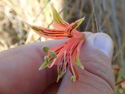 Image of Alstroemeria stenopetala Seub.