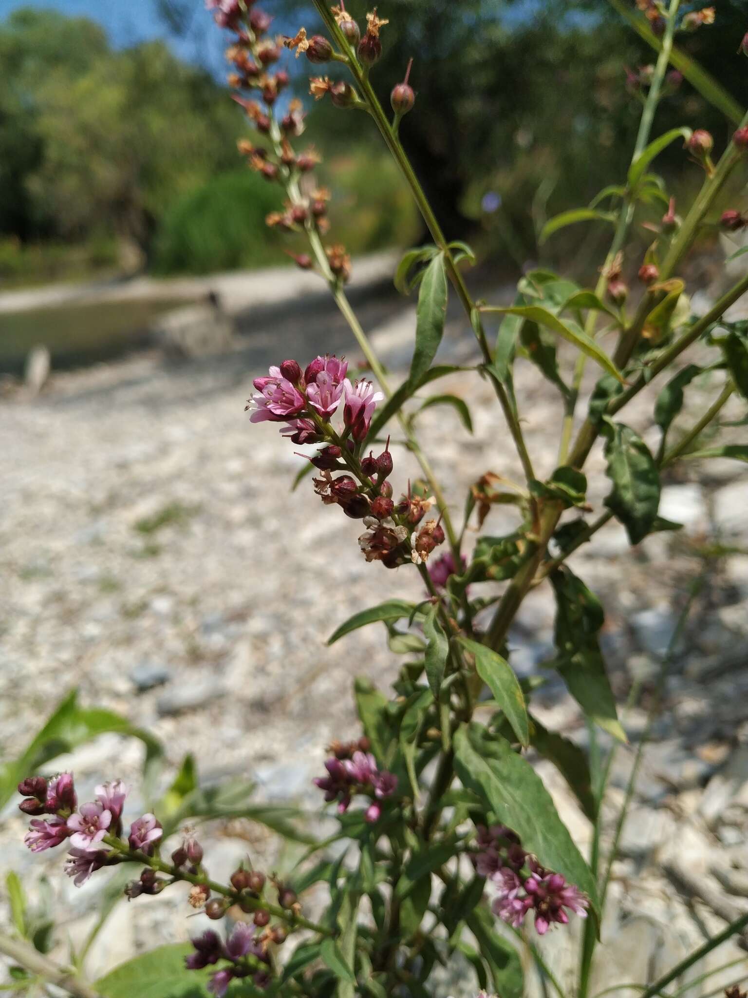 Image of Lysimachia dubia Solander