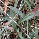 Armeria arenaria subsp. arenaria resmi