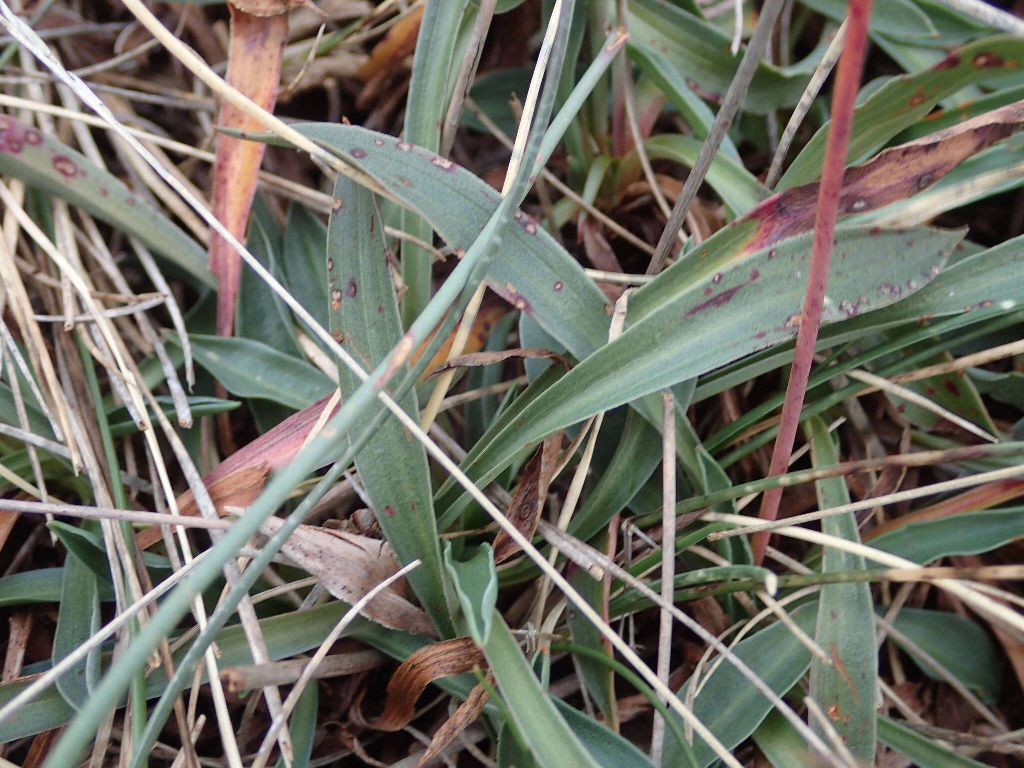 Image of Armeria arenaria subsp. arenaria