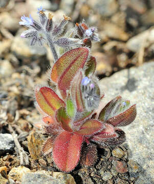 Plancia ëd Myosotis minutiflora Boiss. & Reuter