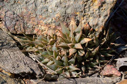 Image of Haworthia mirabilis var. triebneriana (Poelln.) M. B. Bayer