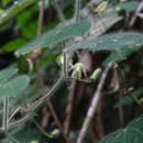 Image of <i>Passiflora nana</i> J. M. Mac Dougal
