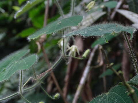 <i>Passiflora nana</i> J. M. Mac Dougal resmi