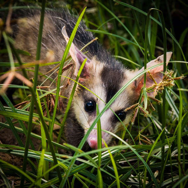 Image of White-eared Opossum