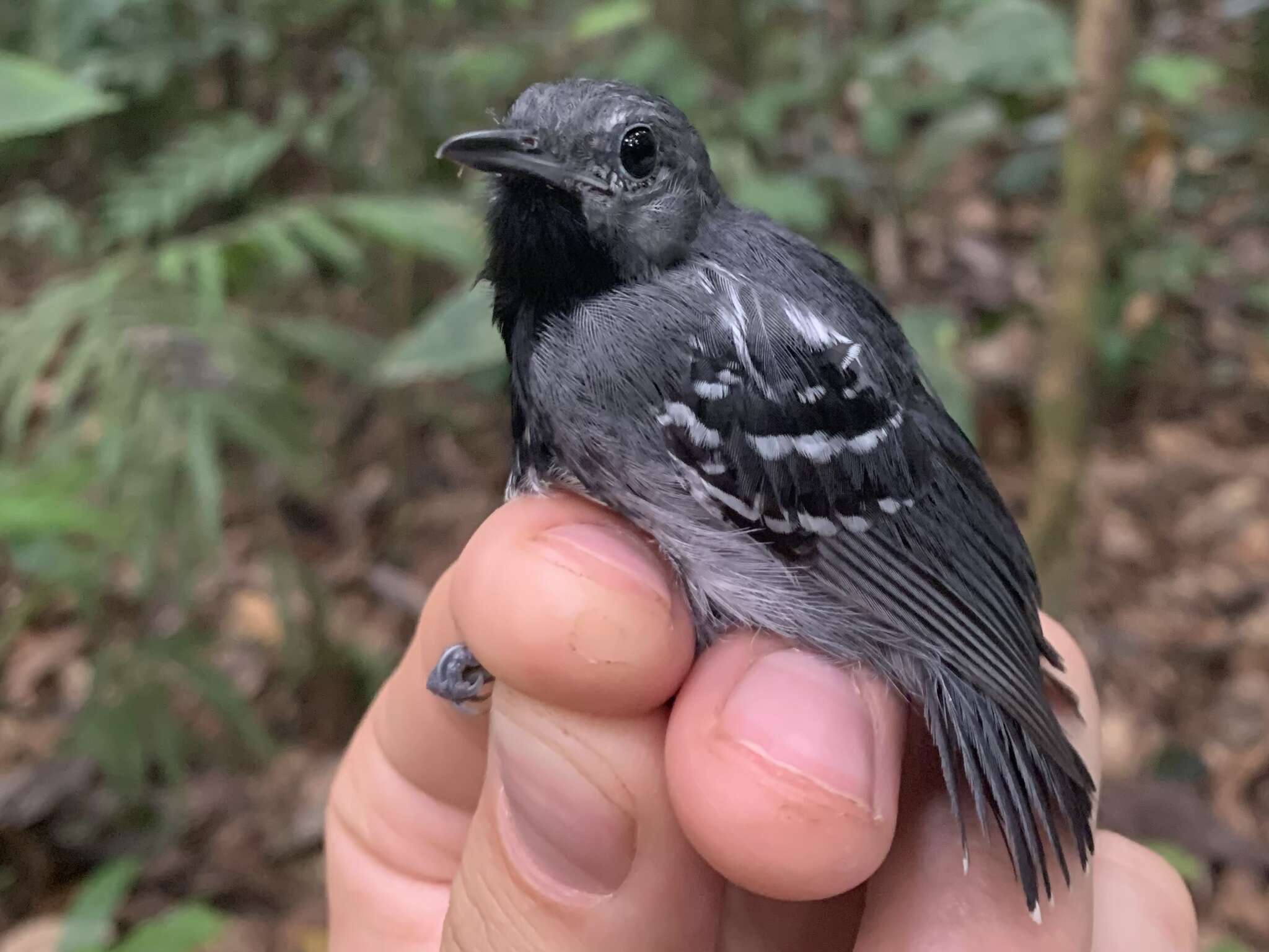 Image of Long-winged Antwren