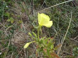 Plancia ëd Oenothera cambrica K. Rostanski