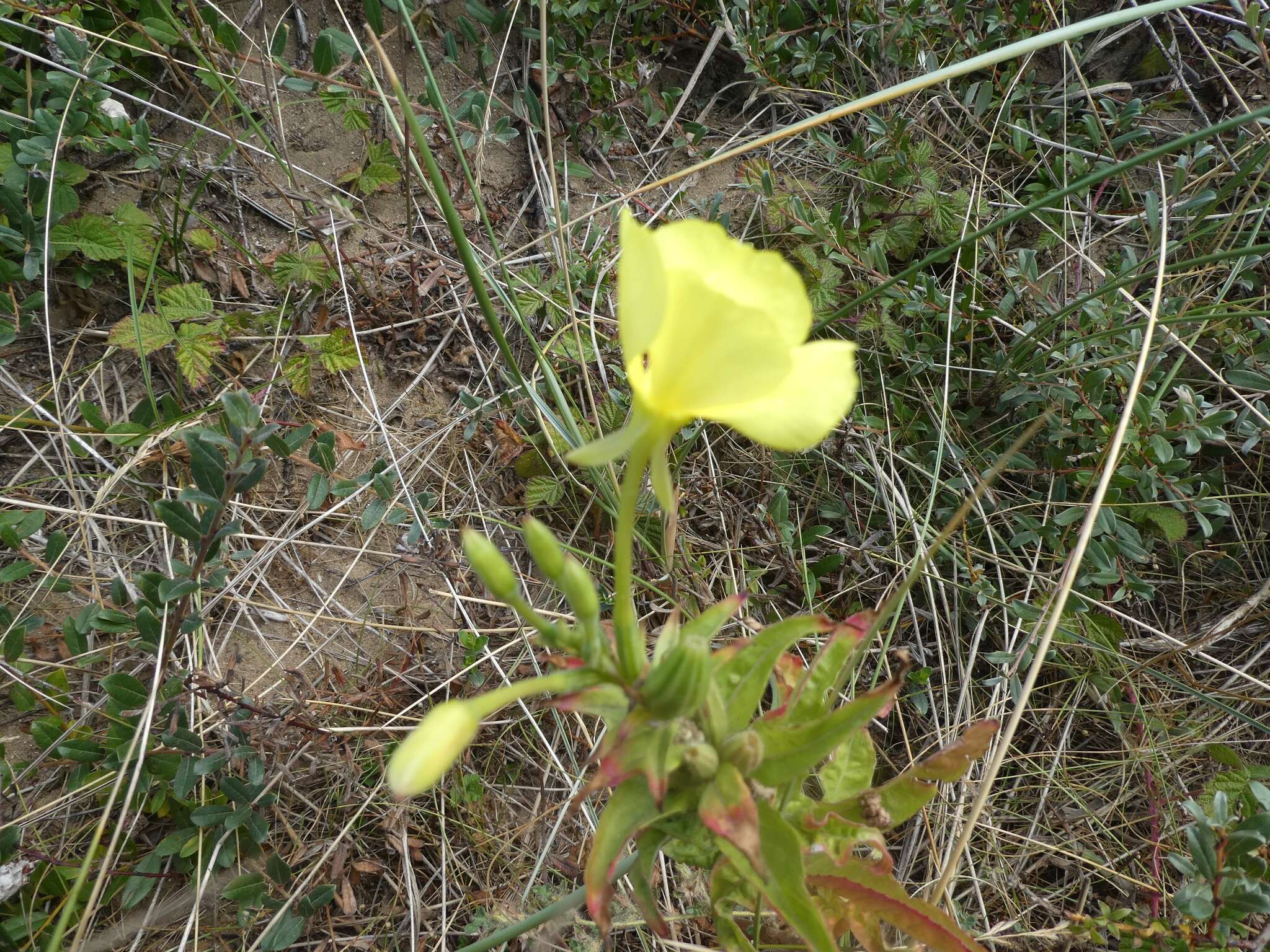 Image of Oenothera cambrica K. Rostanski