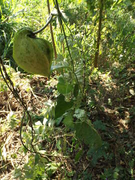 Gonolobus barbatus Kunth的圖片