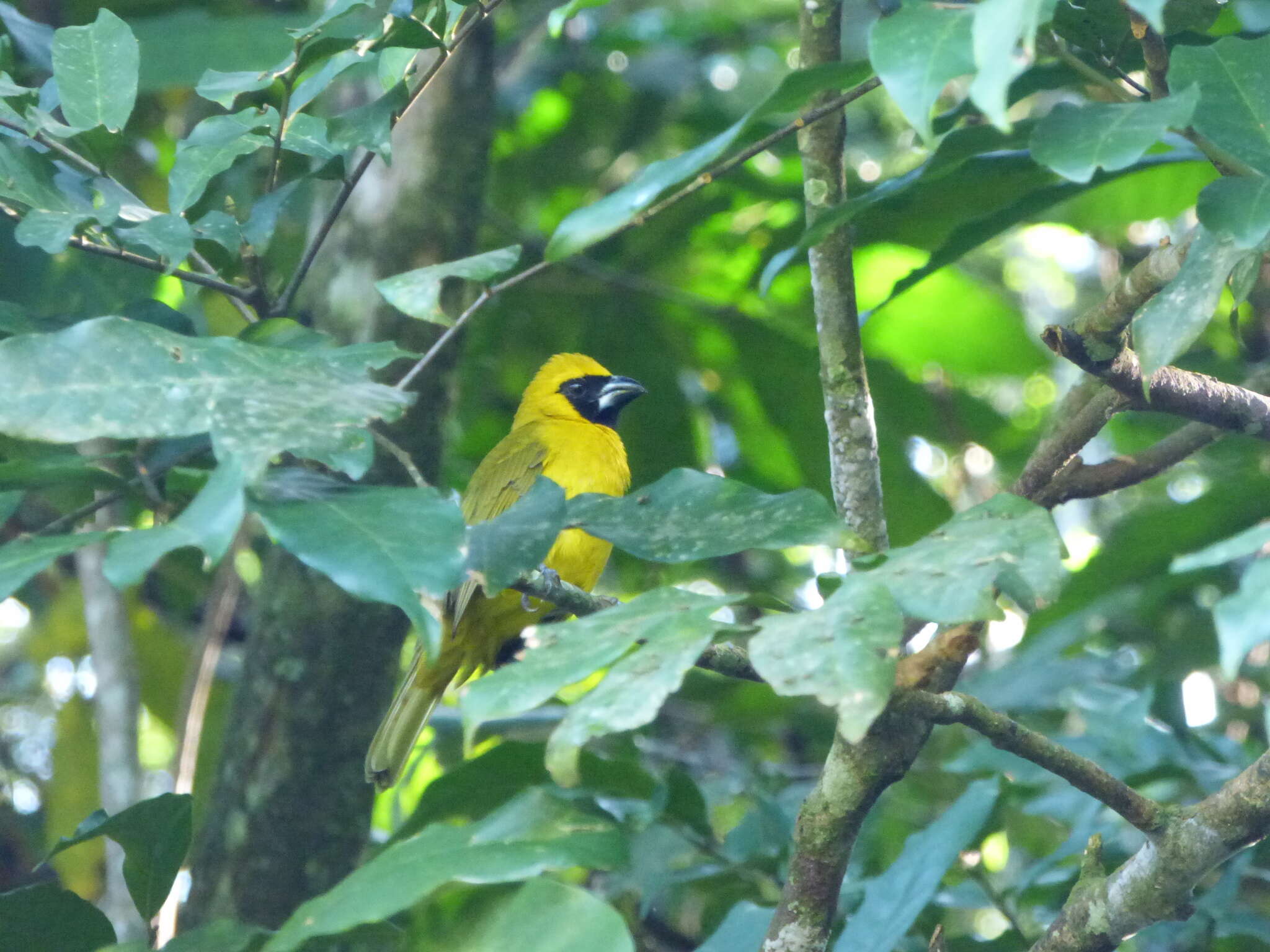 Plancia ëd Caryothraustes canadensis (Linnaeus 1766)