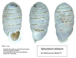 Imagem de Sphyradium doliolum (Bruguière 1792)