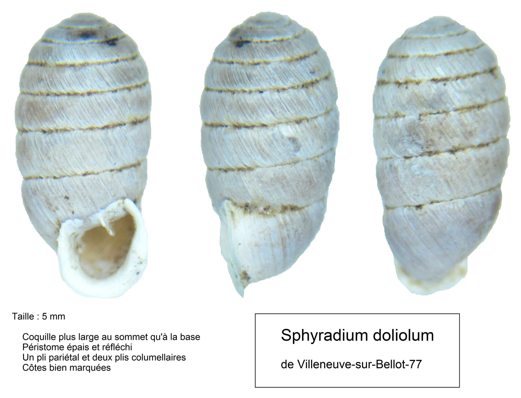 Imagem de Sphyradium doliolum (Bruguière 1792)