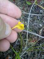 Image of horned bladderwort