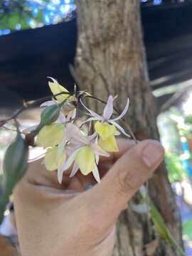 Image of Barkeria naevosa (Lindl.) Schltr.