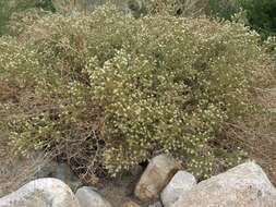 Слика од <i>Brickellia <i>microphylla</i></i> var. microphylla