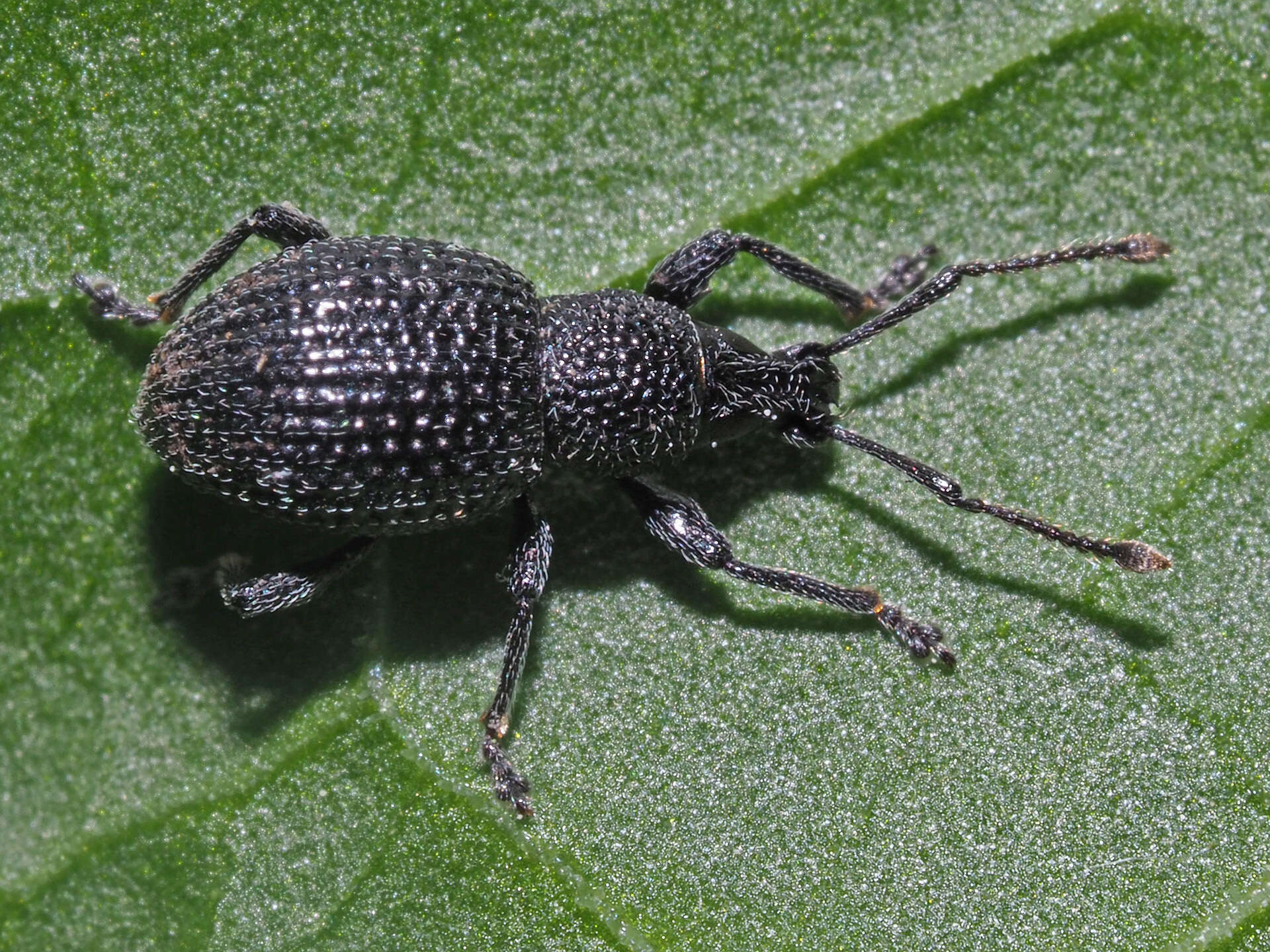 Imagem de Otiorhynchus (Padilehus) pinastri (Herbst 1795)