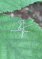 Imagem de Caloptilia ostryaeella (Chambers 1878)