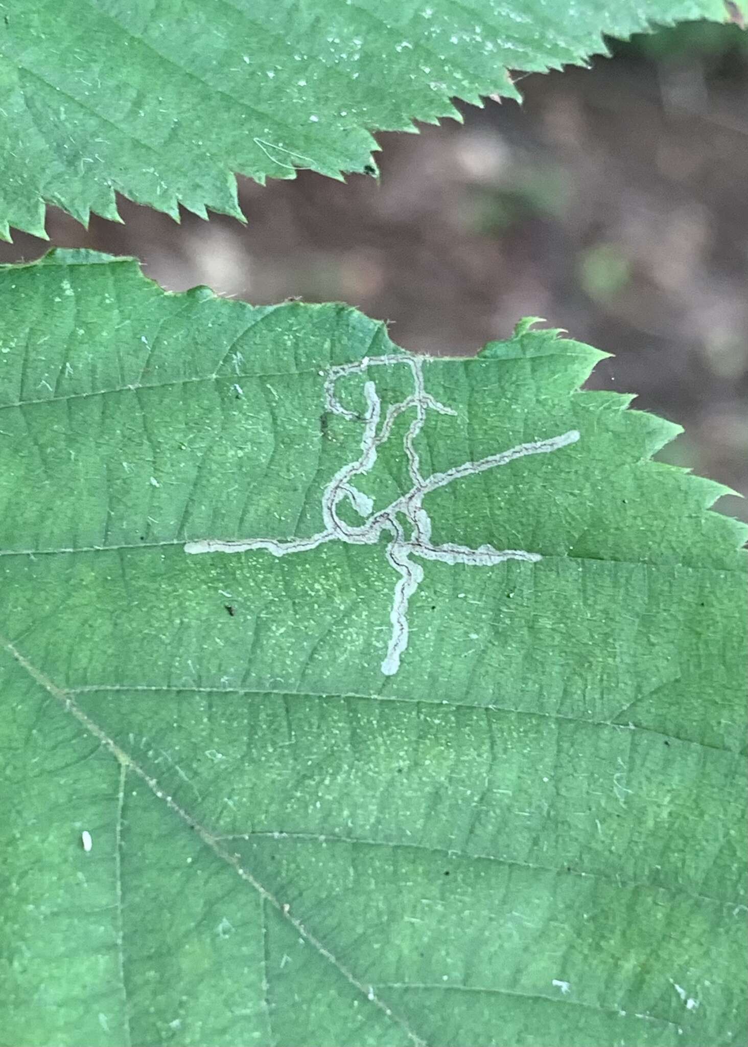 Imagem de Caloptilia ostryaeella (Chambers 1878)