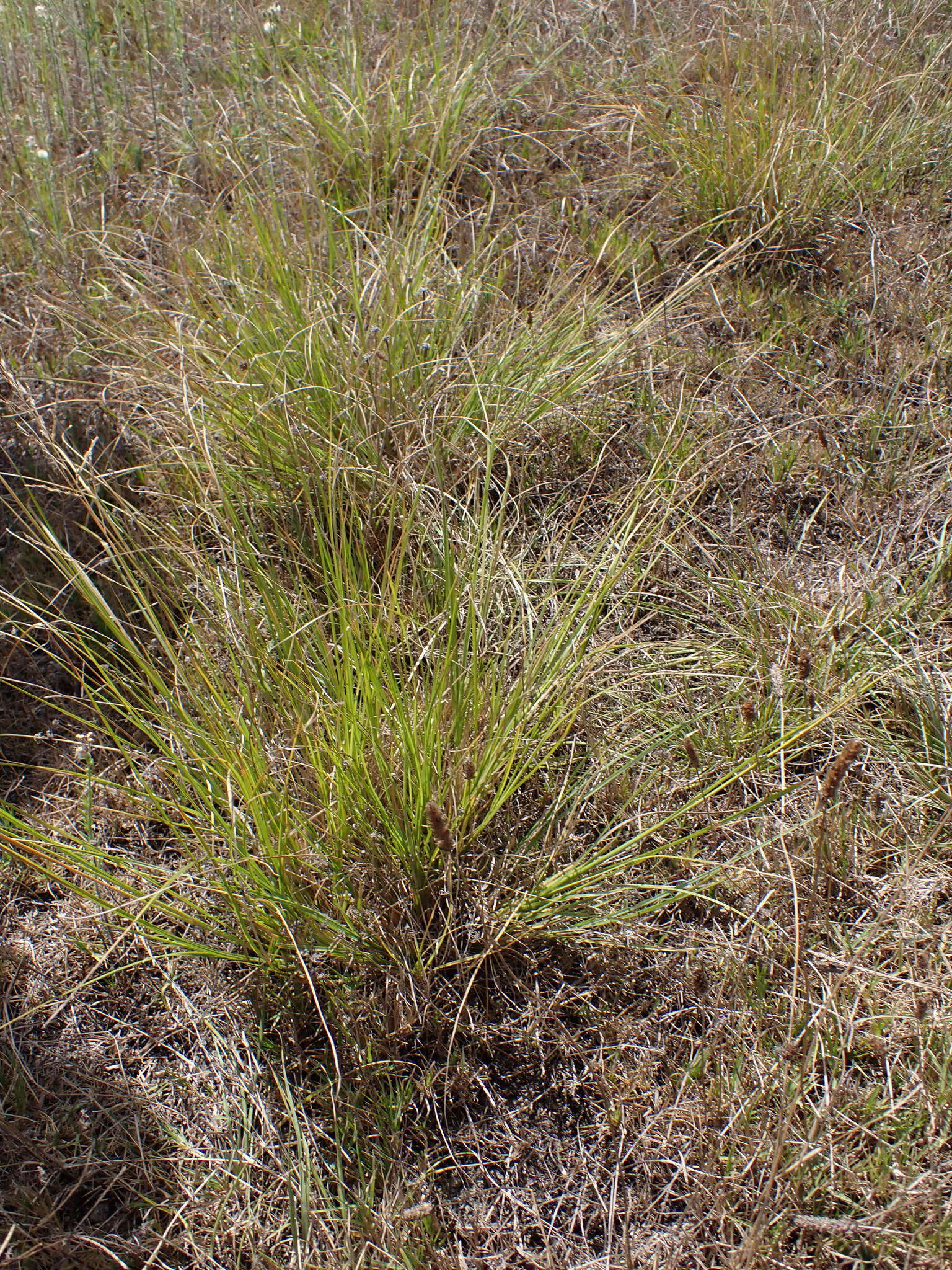 Image of Tough love-grass