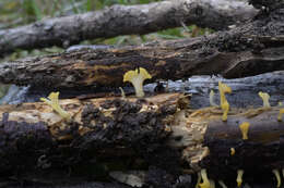 Image de Calocera guepinioides Berk. 1845