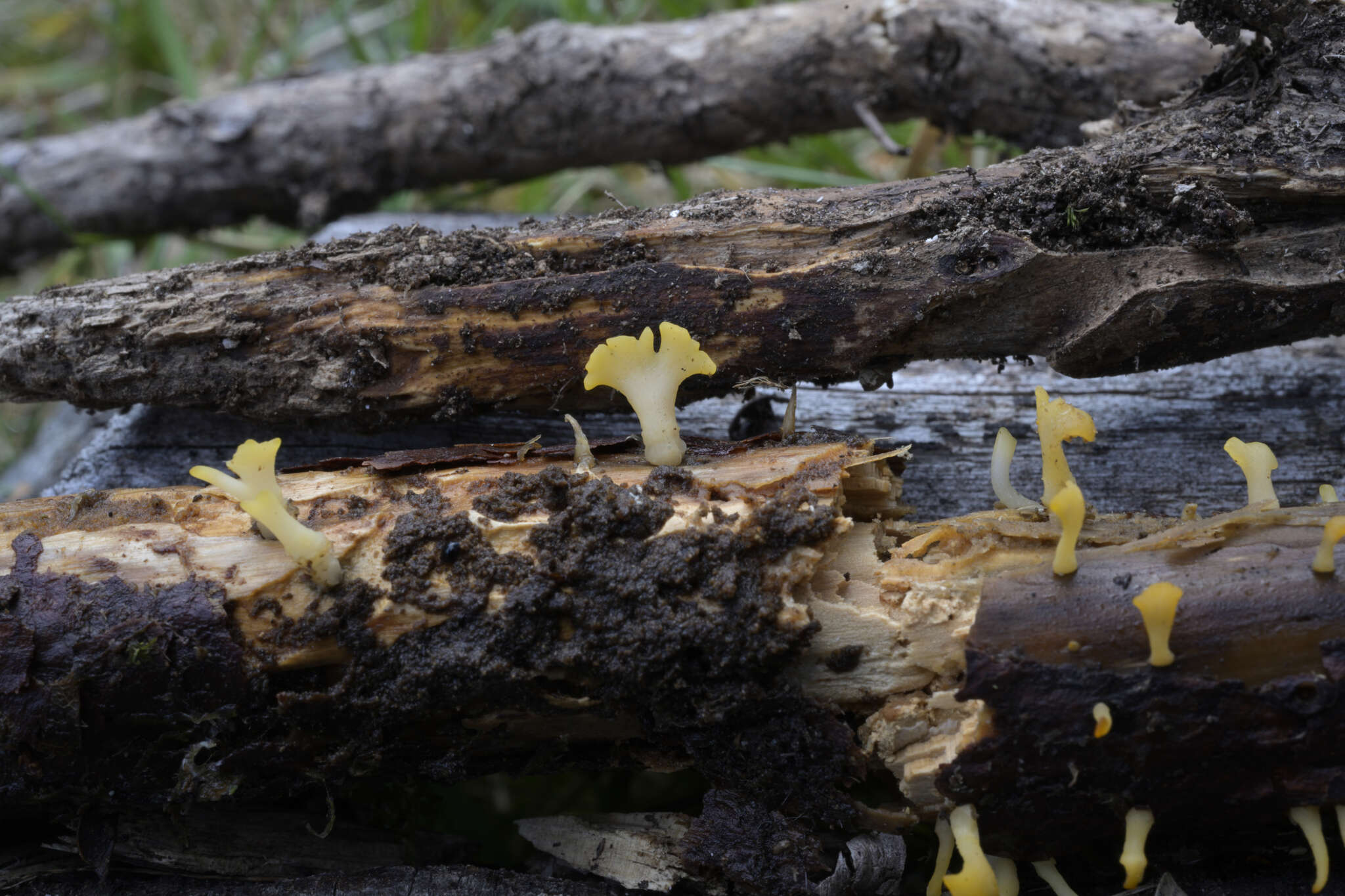 Image of Calocera guepinioides Berk. 1845