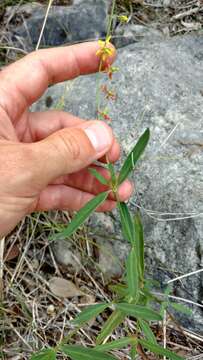 Image of narrowleaf goldshower