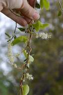 Image of heartleaf madeiravine