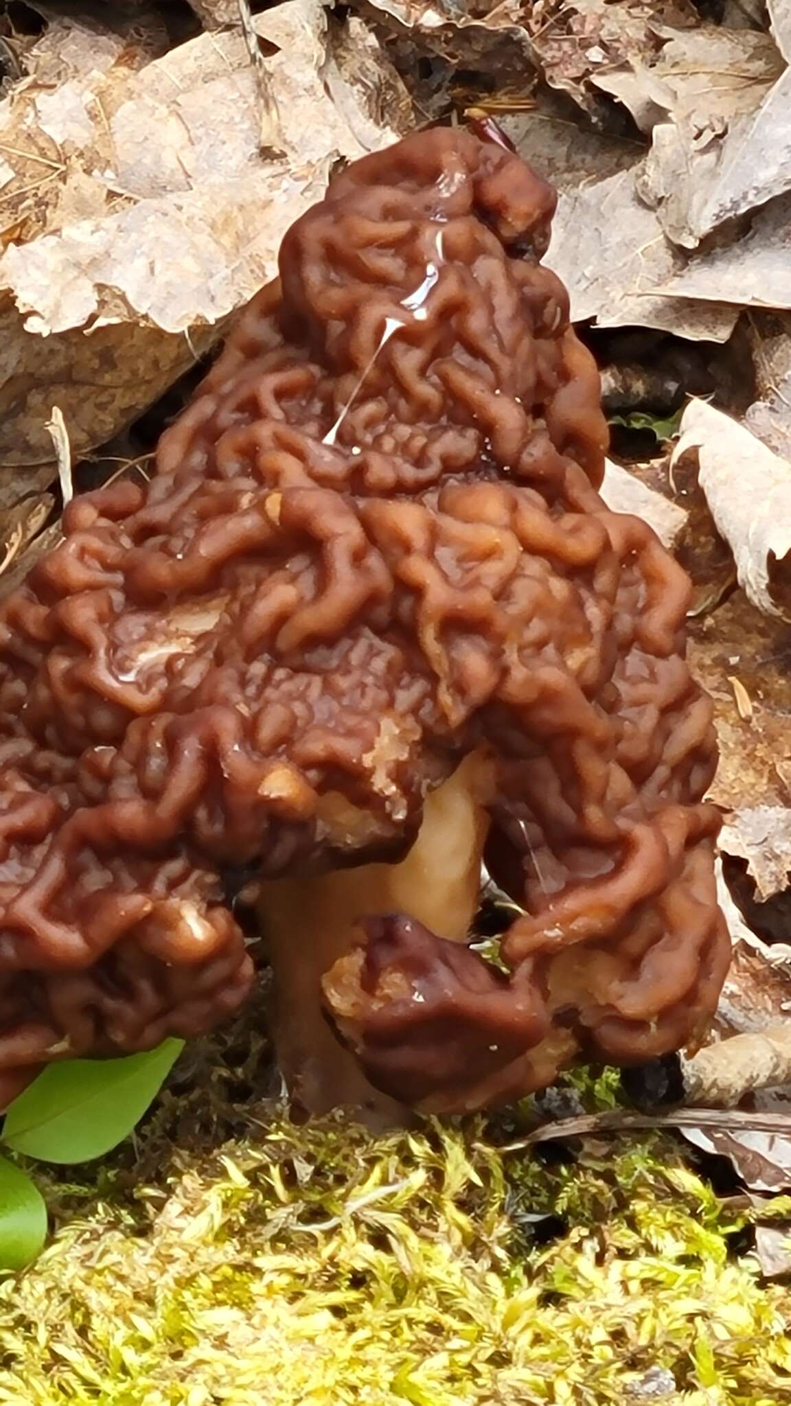 Gyromitra venenata Hai J. Li, Z. H. Chen & Zhu L. Yang resmi