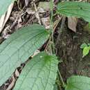 Smilax riparia A. DC. resmi