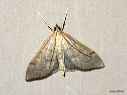 Image of <i>Anania mysippusalis</i>