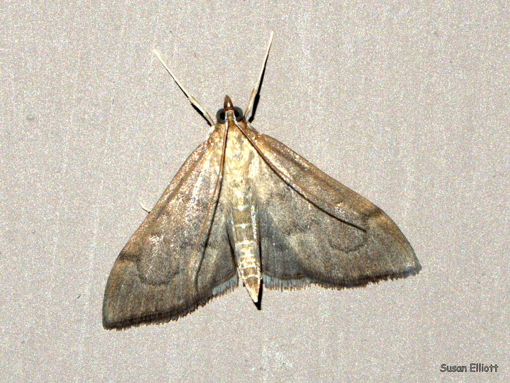 Image of <i>Anania mysippusalis</i>