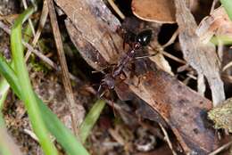 Image of Myrmecia forficata (Fabricius 1787)