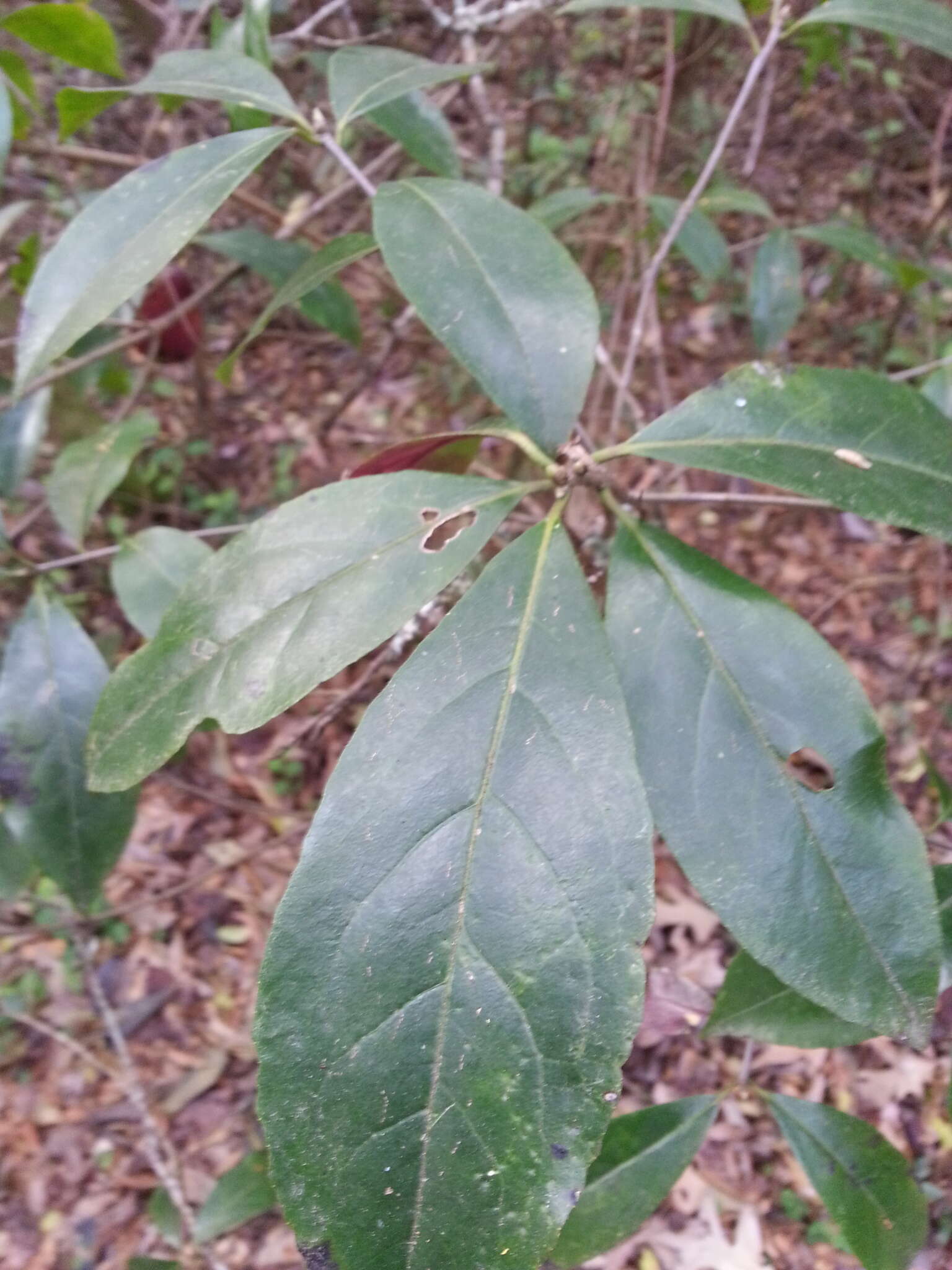 Image of common sweetleaf