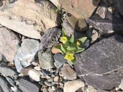 Image of golden desert-snapdragon