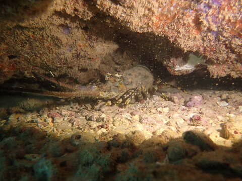 Image of Ornate Spiny Lobster