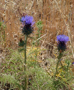 Image of Cynara cardunculus subsp. cardunculus