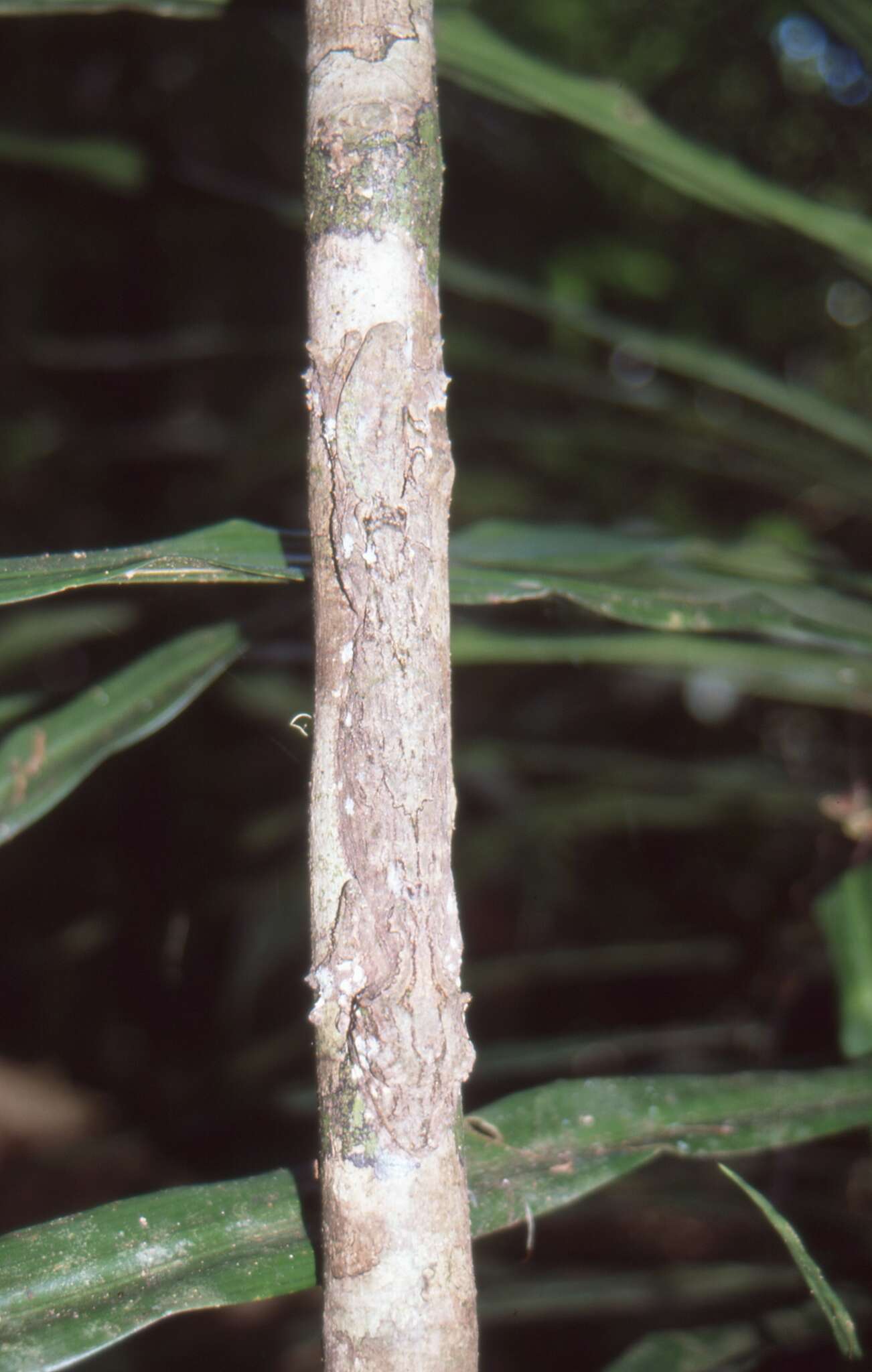 Image of Common Flat-tail Gecko