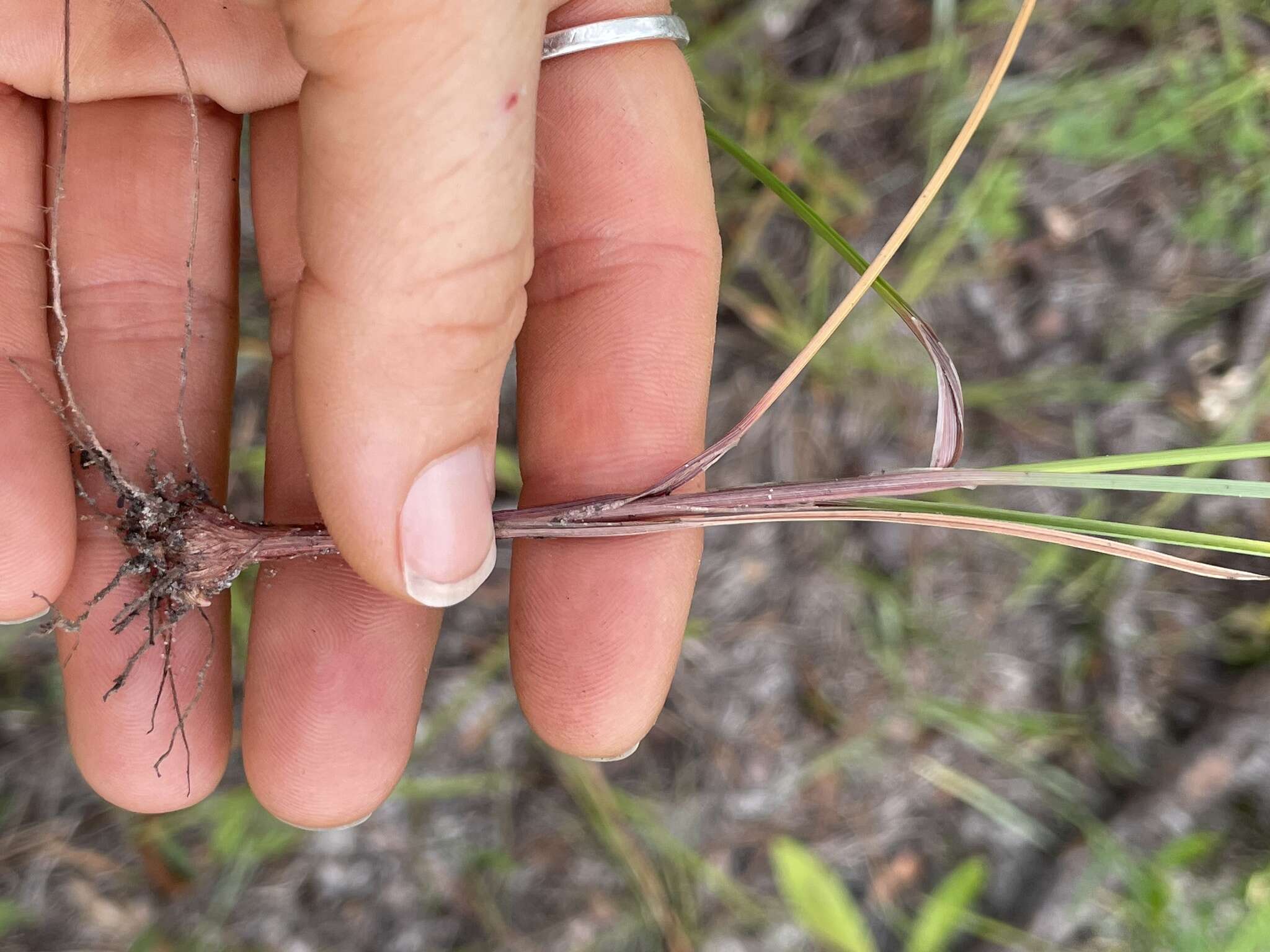 Cyperus filiculmis Vahl resmi