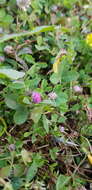 Trifolium bullatum Boiss. & Hausskn. resmi