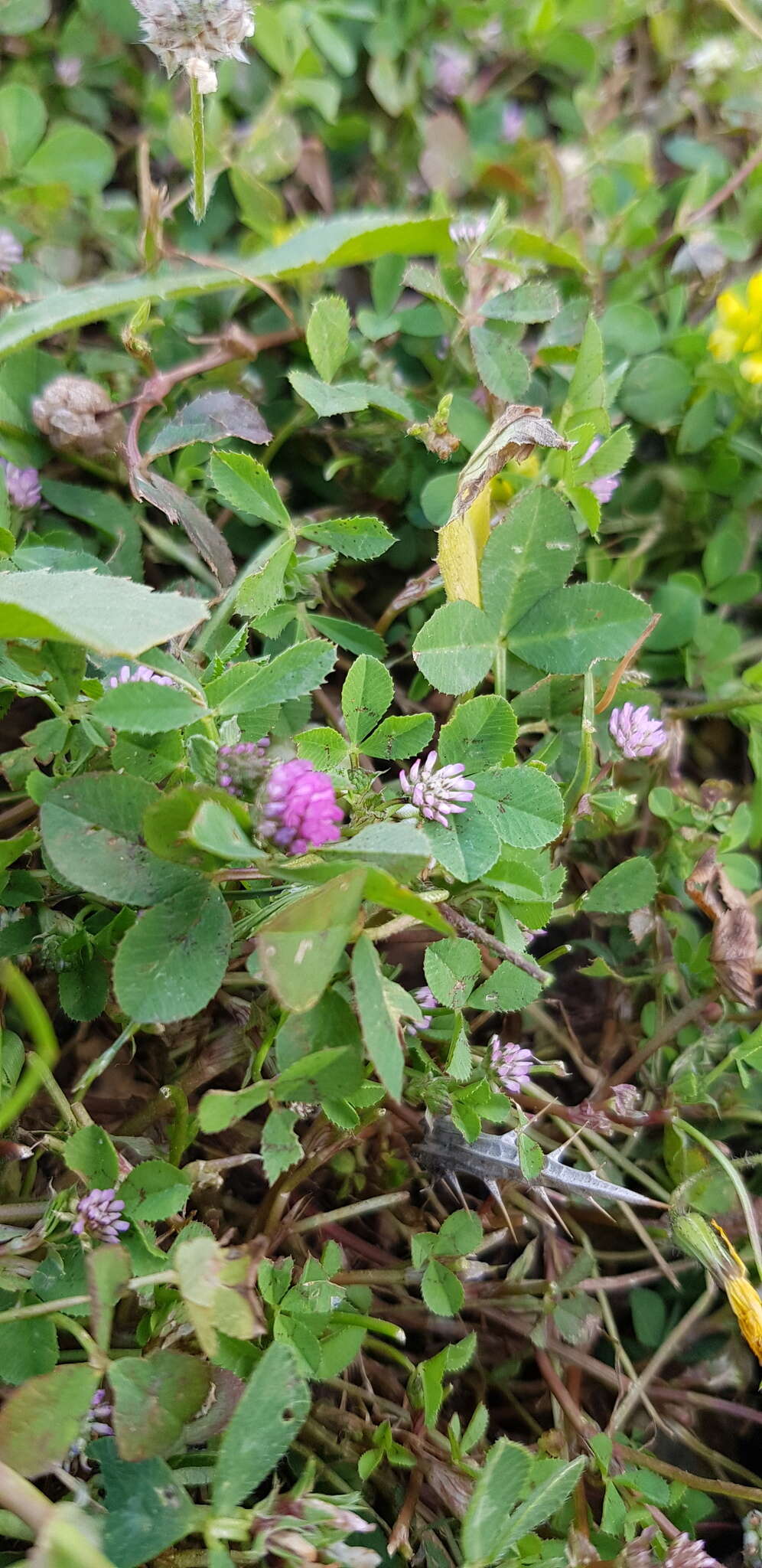 Trifolium bullatum Boiss. & Hausskn. resmi