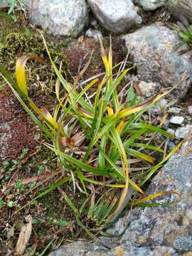 Image of Scirpus maximowiczii C. B. Clarke