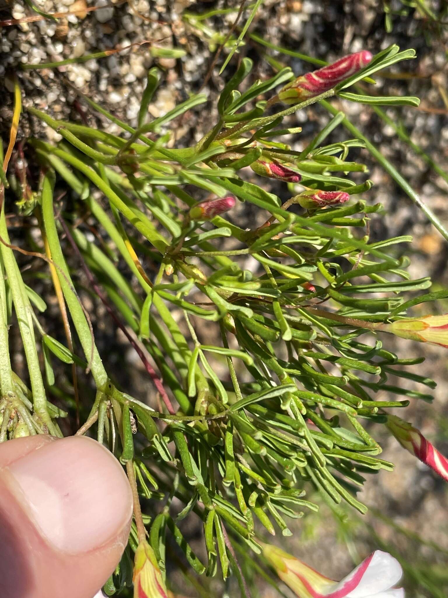 Image of Oxalis versicolor L.