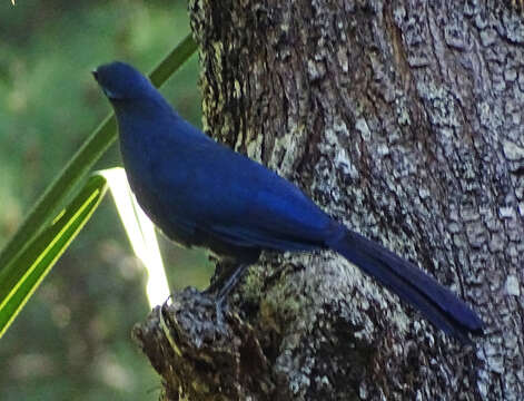 Plancia ëd Coua caerulea (Linnaeus 1766)