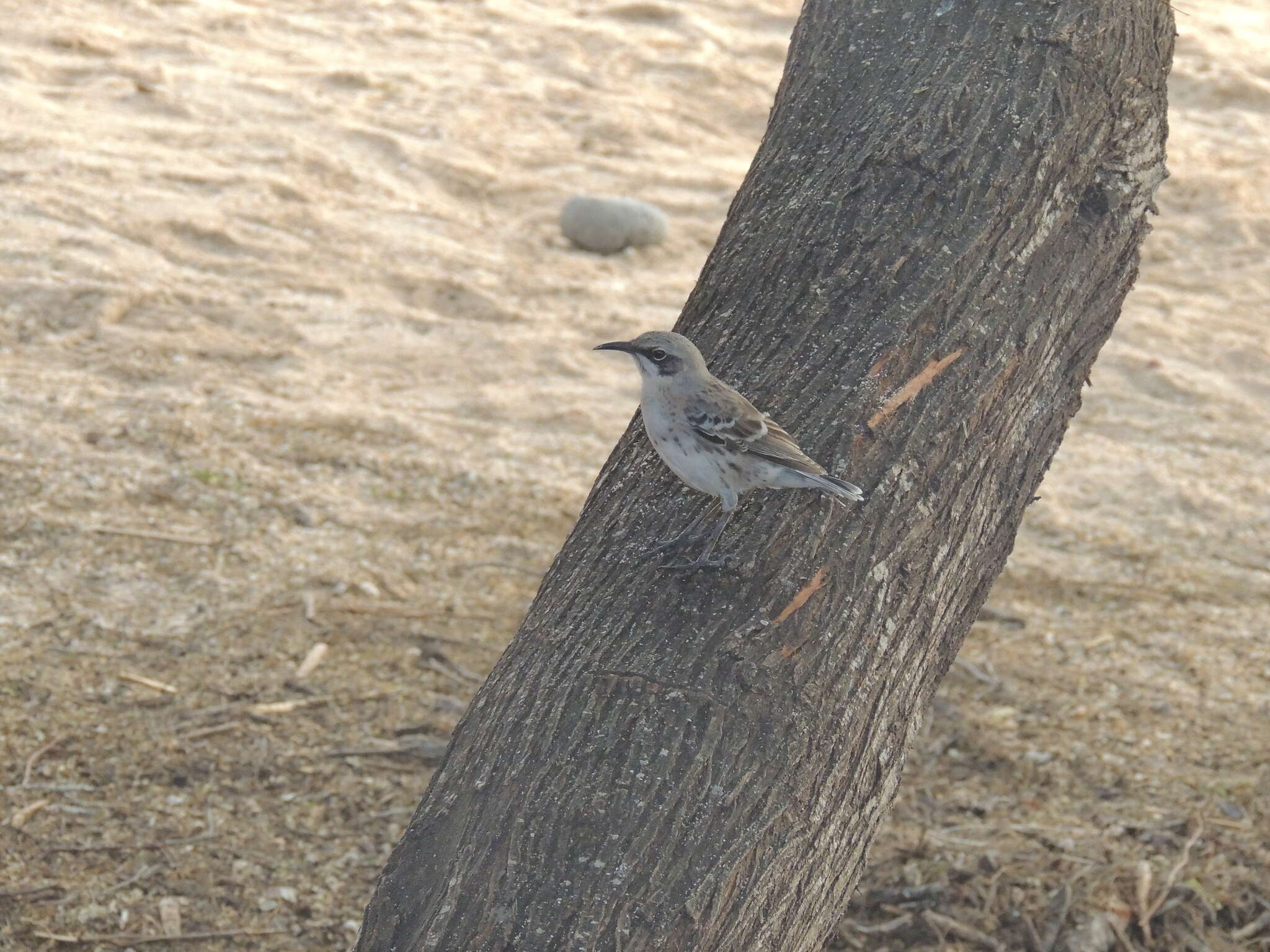 Image of San Cristobal Mockingbird