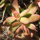 Image of Crassula rubricaulis Eckl. & Zeyh.