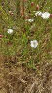 Image of cliff desertdandelion