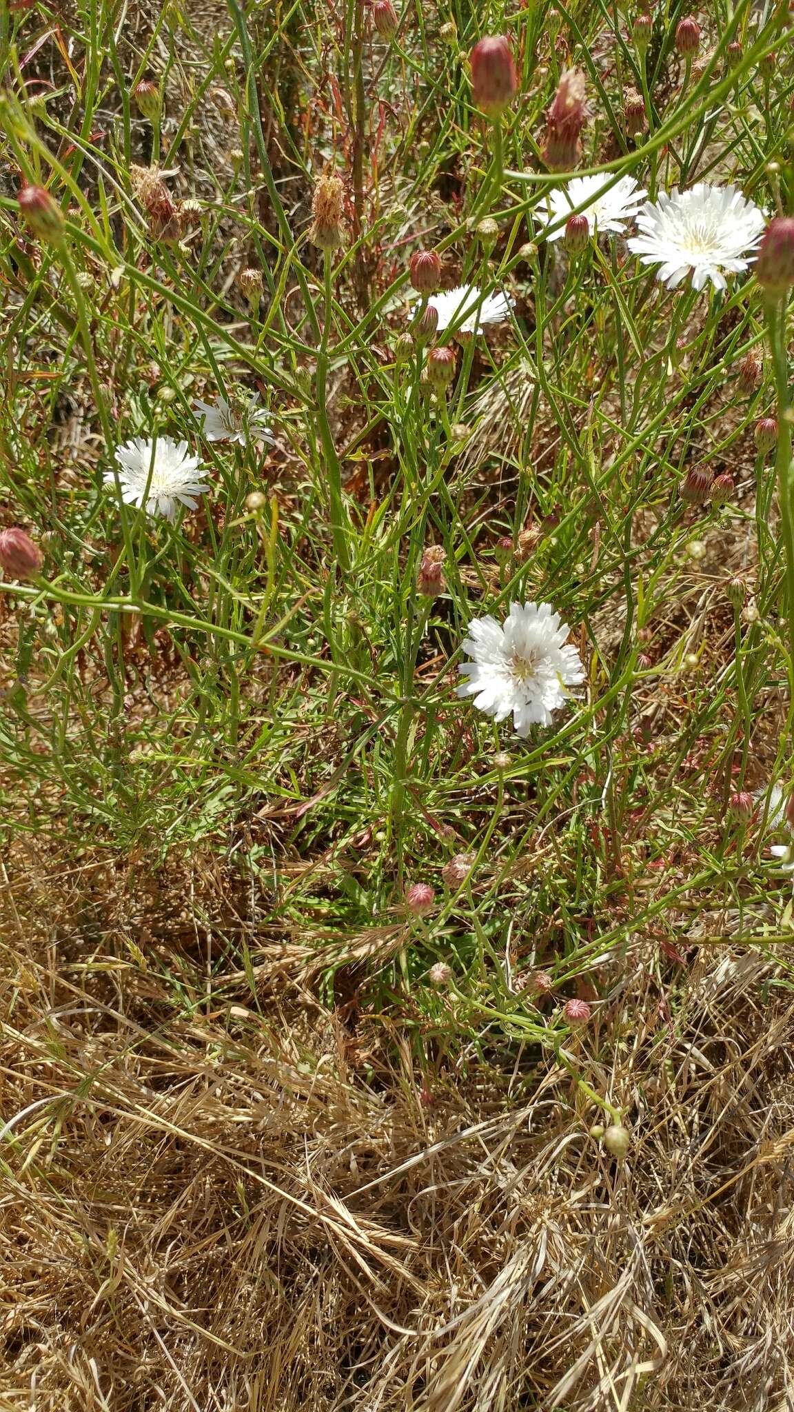 Imagem de Malacothrix saxatilis var. tenuifolia (Nutt.) A. Gray